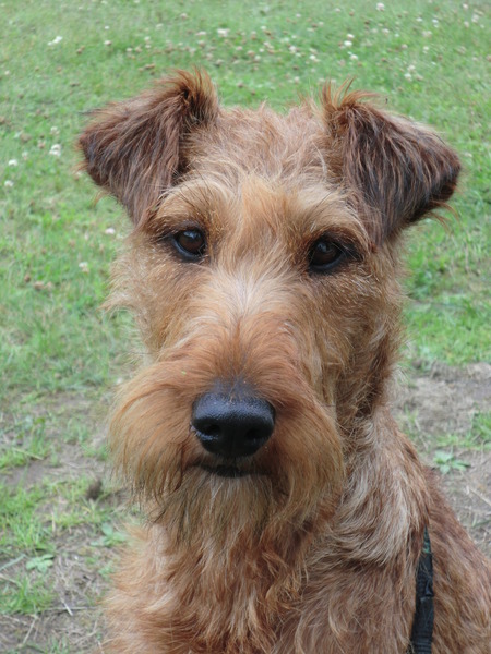 Ierse Terrier