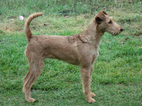 Ierse Terrier