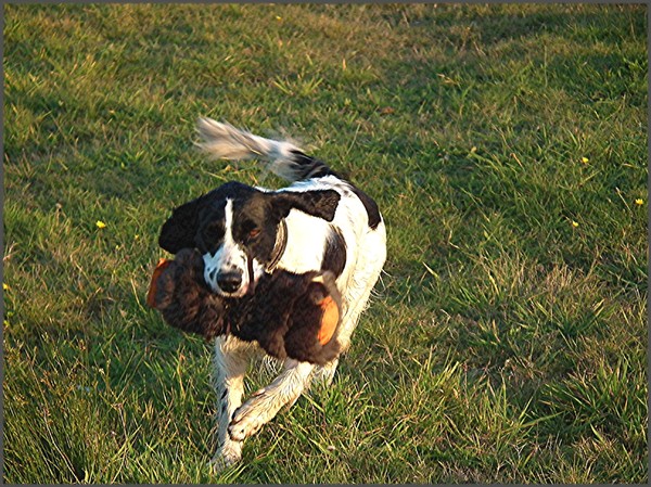 Engelse Springer Spaniel