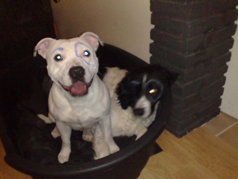 Harry en Luke hebben ook carnaval