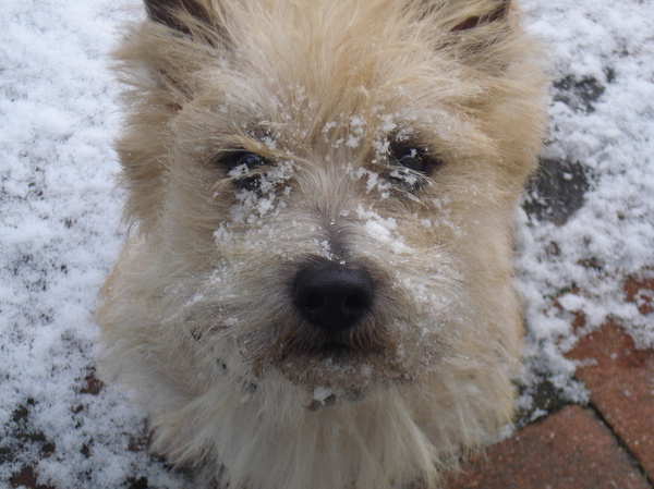 Cairn Terrier