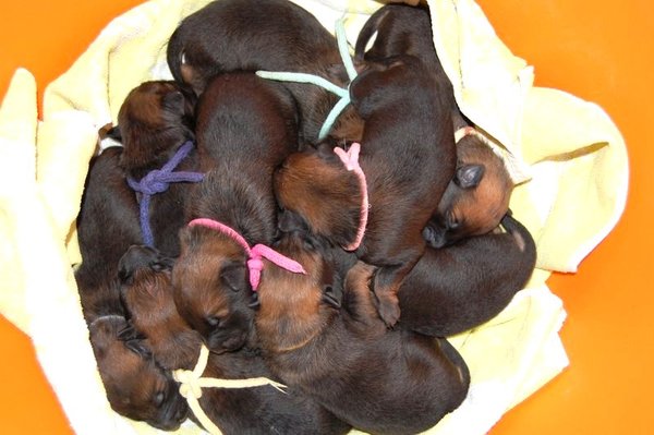 Kennel Van Goeden Huize