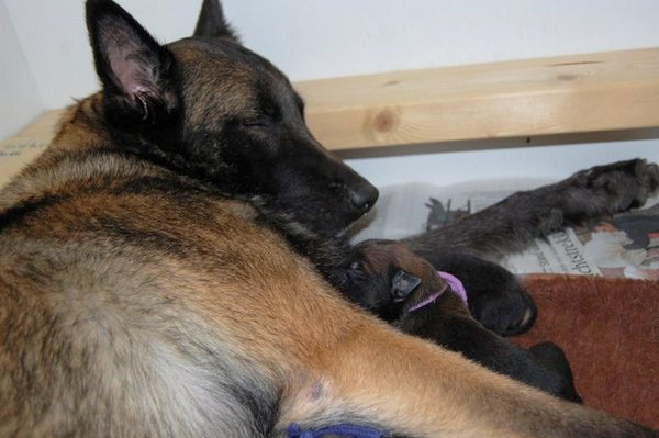 Kennel Van Goeden Huize