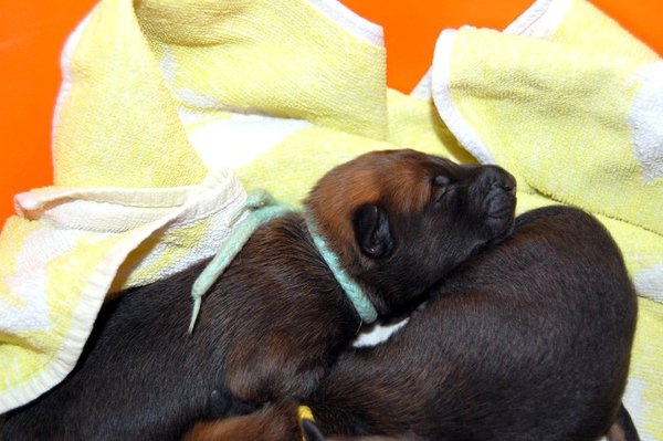 Kennel Van Goeden Huize