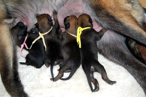 Kennel Van Goeden Huize