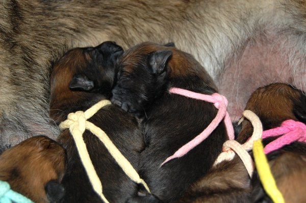 Kennel Van Goeden Huize