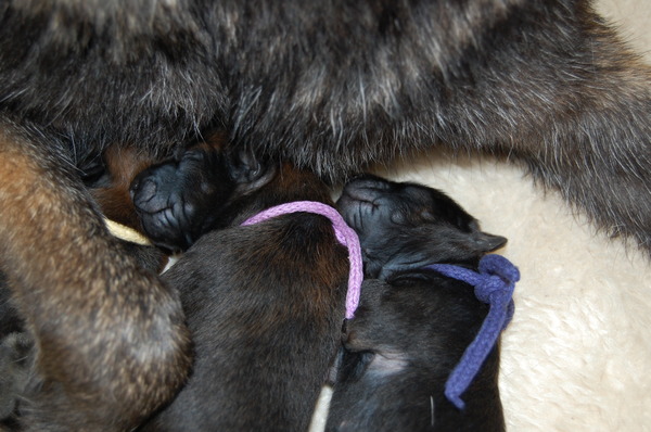 Kennel Van Goeden Huize