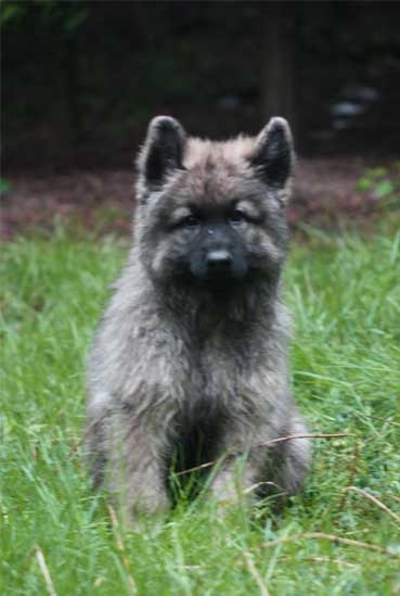 Oud Duitse Herdershond