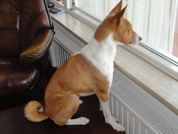 Basenji