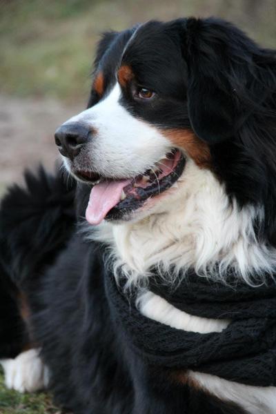 Berner Sennenhond