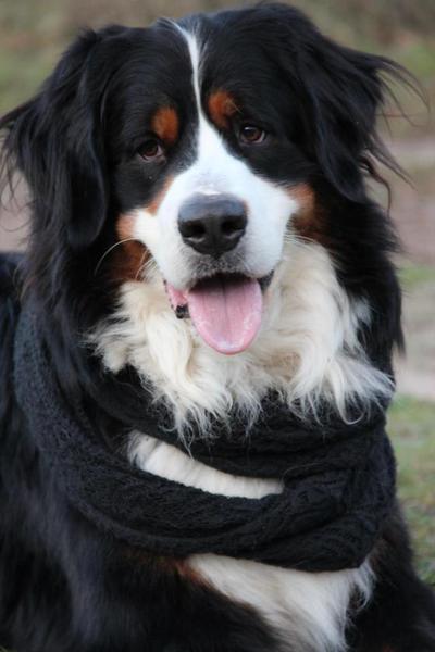 Berner Sennenhond