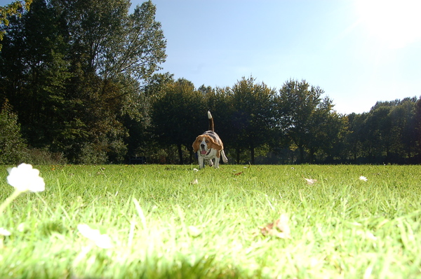 een rennende buldog (eigenlijk beagle)