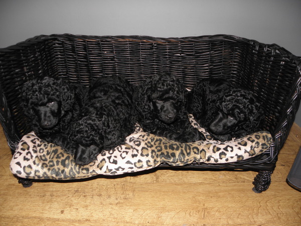 From Dreamdance Paradise