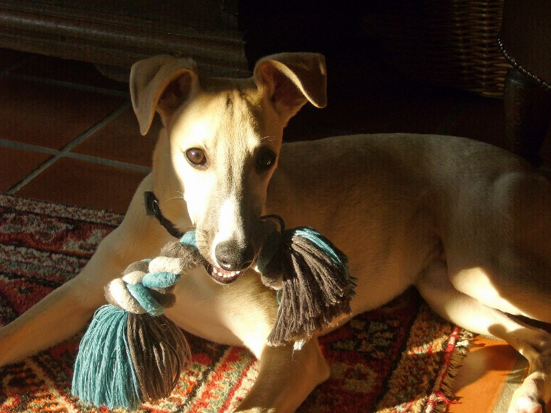 Whippet
