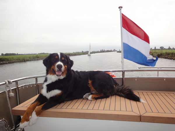 Berner Sennenhond