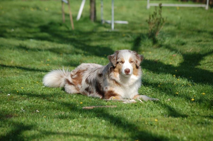 from shepherds stars