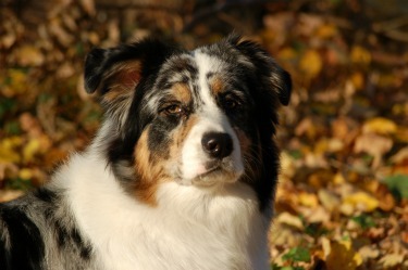 from shepherds stars