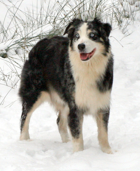 Australian Shepherd