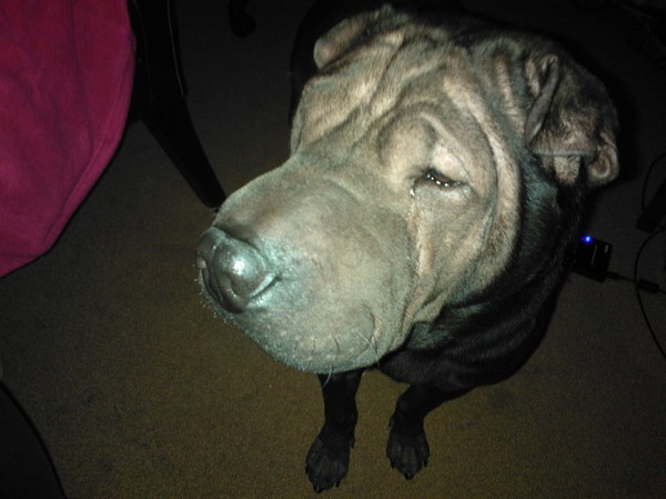 Shar Pei