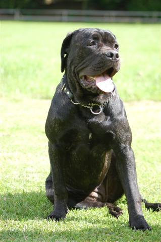 Cane Corso