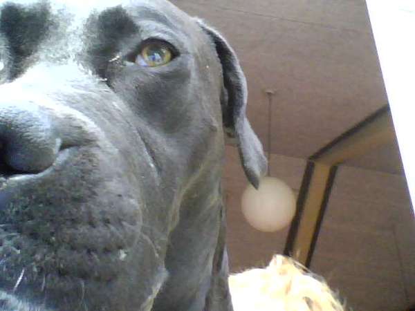 Cane Corso