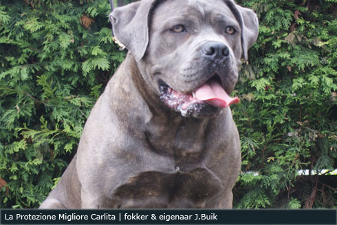 Cane Corso
