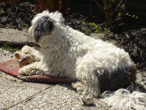 Polski Owczarek Nizinny