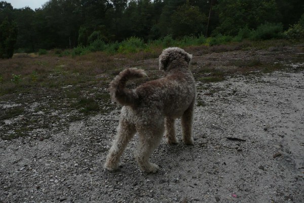 Lagotto Romagnolo