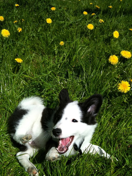 zelfs paardenbloemen zijn toch mooi?!