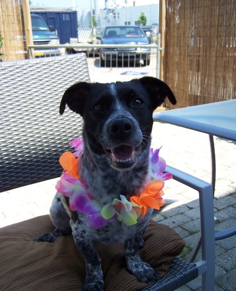 Kijk mijn mooie kraag