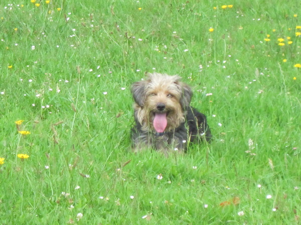Lady tussen de bloemen.