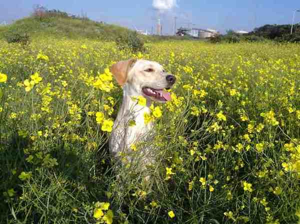 bloemetje voor je hond