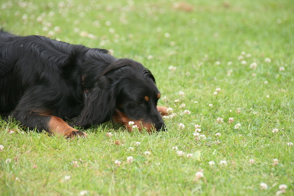 bloemetjes de grond uit kijken