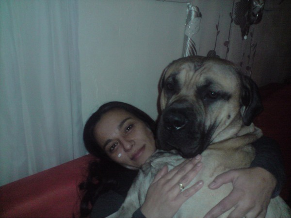 Dogo Canario