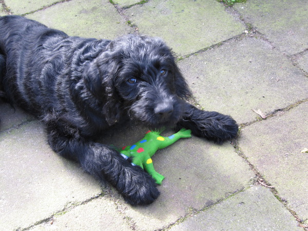 Labradoodle