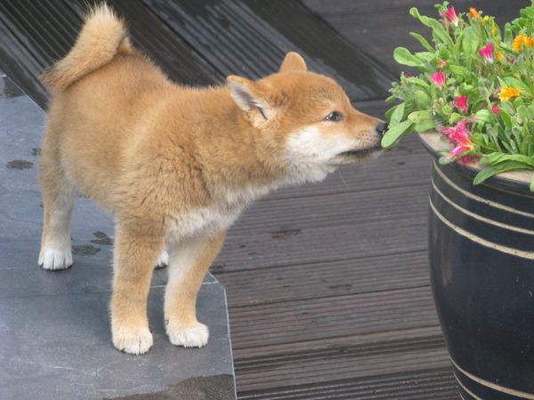 Wat ruikt dat lekker!