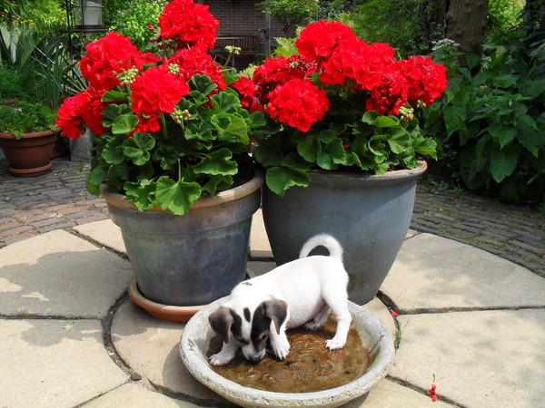 Melo en de bloemetjes.