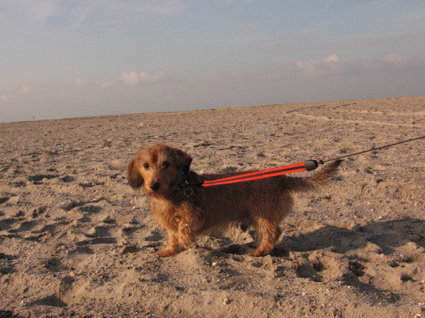 teckel cobus herplaatser!