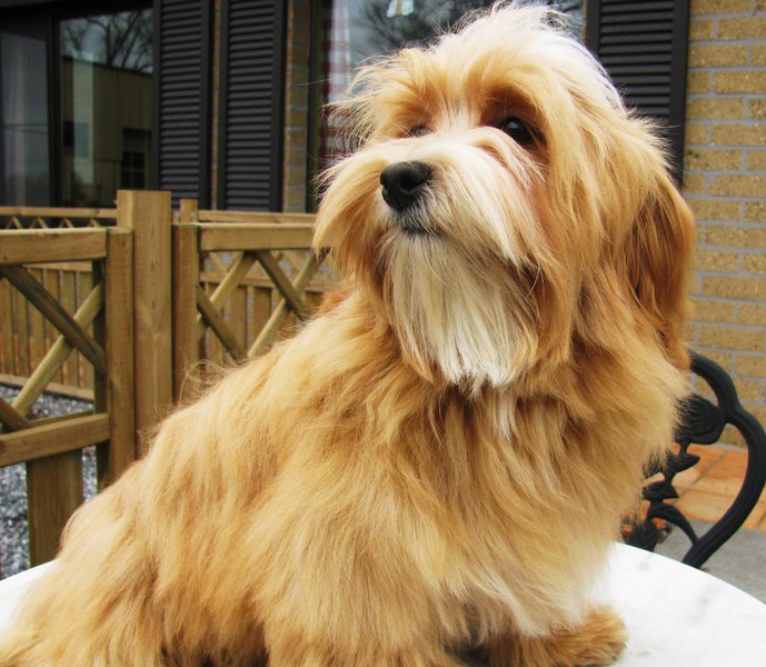 mis Amores Pequenios