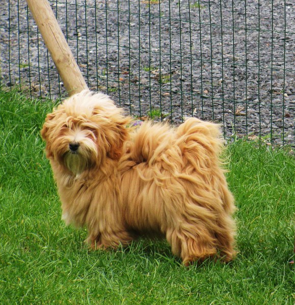 mis Amores Pequenios