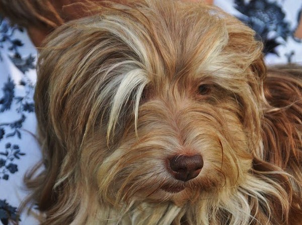 mis Amores Pequenios