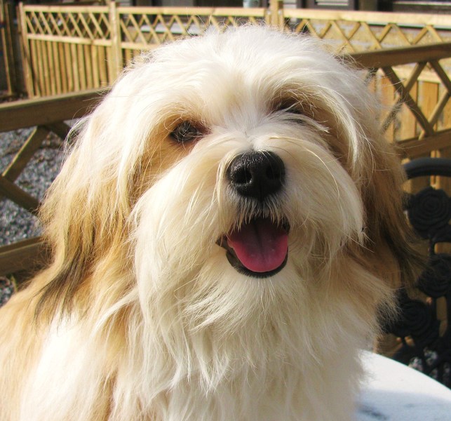 mis Amores Pequenios