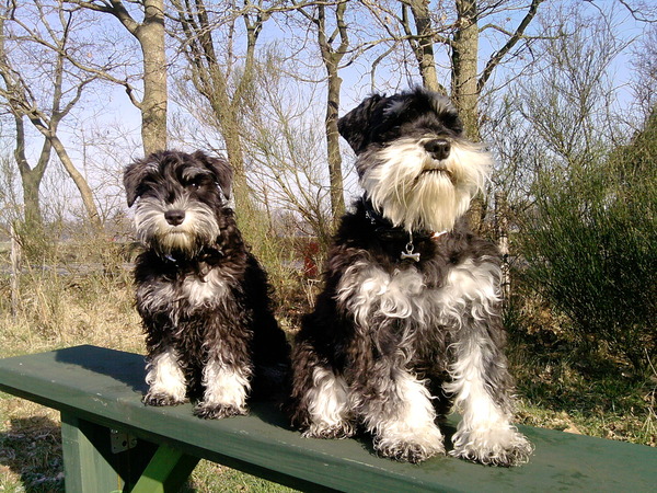 Schnauzer