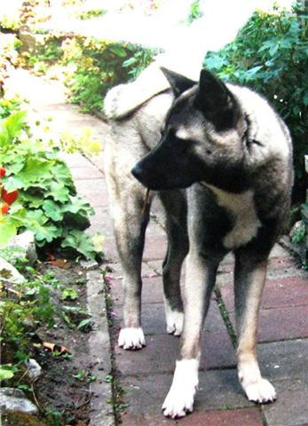 American Akita