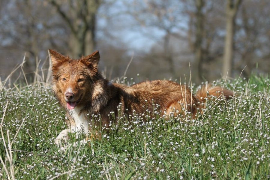 Joya...bloemetjes...