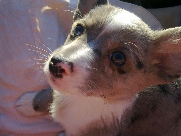 welsh corgi cardigan