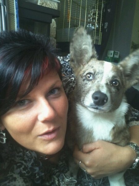 welsh corgi cardigan