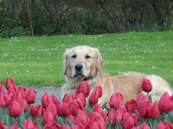 Royal Dutch Dobby in the Tulips