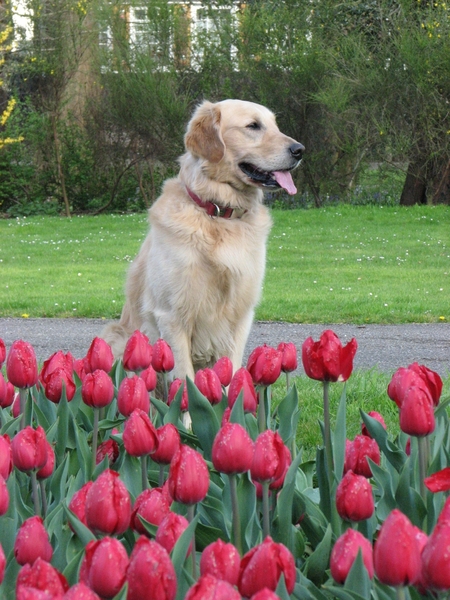 Dobby tussen de rode tulpen.