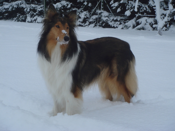 Schotse Herdershond, Langhaar